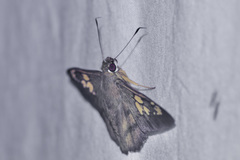 Nascus phocus