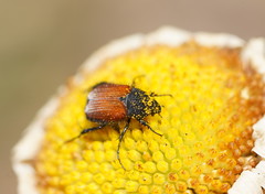 Phyllotocus rufipennis