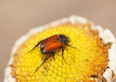 Phyllotocus rufipennis