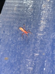 Saicinae