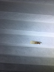 Coptotermes formosanus