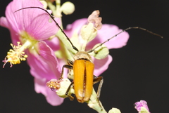 Crossidius suturalis