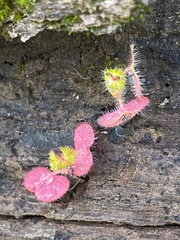 Pterostegia drymarioides
