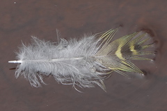 Pezoporus wallicus wallicus