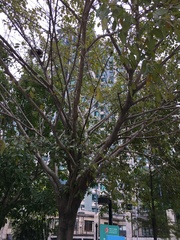 Ficus virens sublanceolata