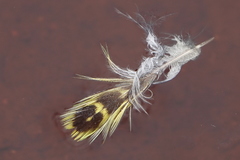 Pezoporus wallicus wallicus