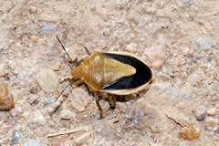 Chlorochroa osborni