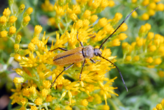 Crossidius suturalis