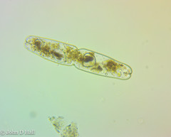 Tetmemorus brebissonii