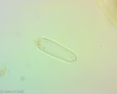 Tetmemorus brebissonii