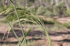 Panicum laevinode
