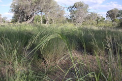 Panicum laevinode