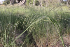 Panicum laevinode