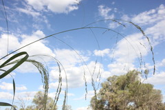 Panicum laevinode