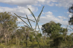 Dichanthium fecundum