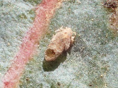 Psyllaephagus pilosus