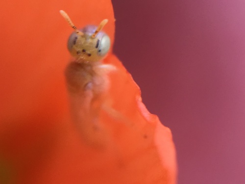 Perdita beatula
