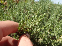 Ericameria ericoides