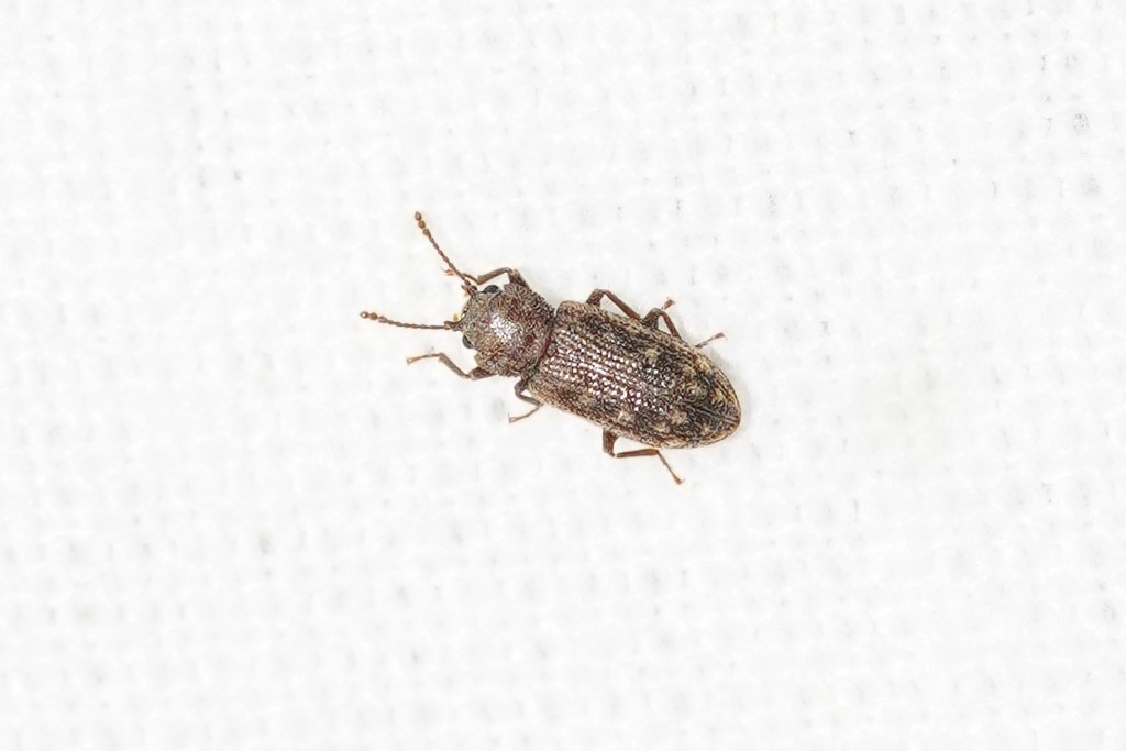 Ulodidae