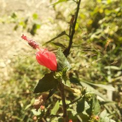 Malvaviscus arboreus