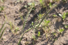 Dichanthium fecundum