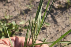 Dichanthium fecundum