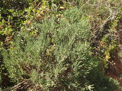 Ericameria ericoides