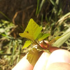 Malvaviscus arboreus