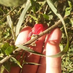 Malvaviscus arboreus