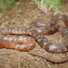 Collett's Black Snake - Photo (c) Scott Eipper, some rights reserved (CC BY-NC), uploaded by Scott Eipper