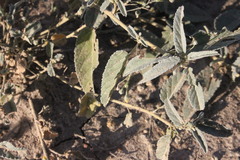 Sida fibulifera