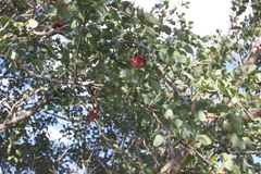 Lysiphyllum cunninghamii