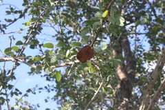 Lysiphyllum cunninghamii