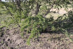 Lysiphyllum cunninghamii