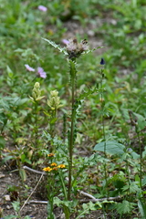 Cirsium centaureae