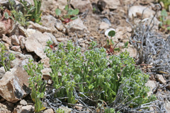 Cryptantha recurvata