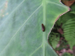 Eoscarta