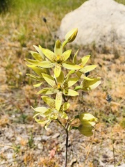 Thelymitra villosa