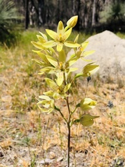 Thelymitra villosa