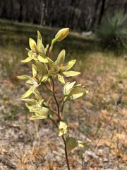 Thelymitra villosa