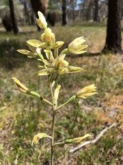 Thelymitra villosa