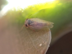Ctenarytaina eucalypti
