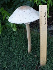 Macrolepiota