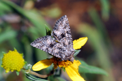 Pseudanarta pulverulenta