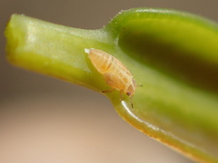 Ctenarytaina eucalypti