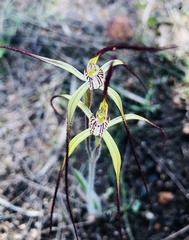 Caladenia xantha