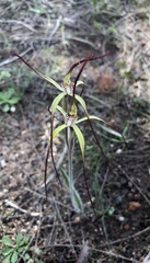 Caladenia xantha