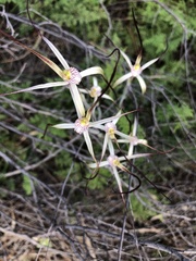 Caladenia hiemalis