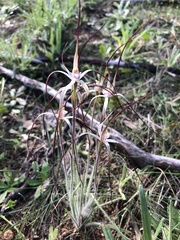 Caladenia hiemalis