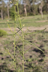 Sida trichopoda